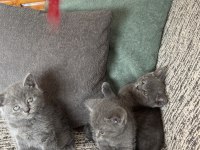 British shorthair kedisi