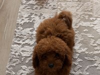 3 Aylık Toy Poodle Dişi Kore