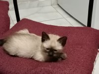 İKİ AYLIK SİYAM KEDİSİ