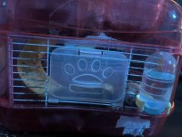 2 hamster ve 1 kafes