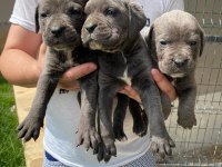 Cane corso yavrular