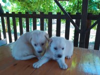 Minik golden retriever yavrular