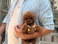 Toy Poodle Bebek