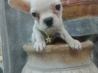 French bulldog köpeğimiz