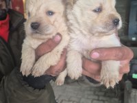 Chow chow bebeklerimiz
