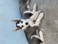 UYGUNA SİBİRYA KURDU HUSKY BEBEKLERİ