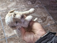 Toy poodle 2 aylık