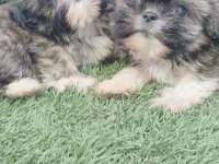 45 günlük shih tzu