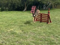 Safkan şecereli a class belçika malinois
