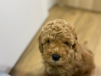 Kendi toy poodle yavrularımız DİŞİ - ERKEK