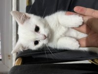 British shorthair kedilerim