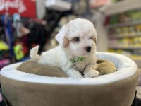 BİBLO GÜZELLİĞİNDE TEACUP MALTİPOO