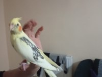 Zincir desen sultan papağanı