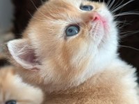Safkan şecereli golden ny25 british shorthair