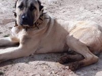 Orjinal sivas kangal yavruları