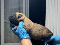 Şecere belgeli a kalite malinois yavruları