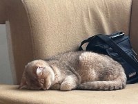 Aciliyetten sahiplendirilecek british shorthair