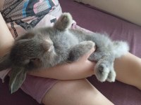 Lop tavşanımız