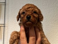 A kalite toy poodle yavrular