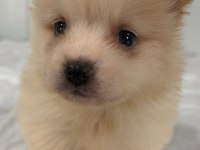 Erkek Pomeranian Yakışıklı mı Yakışıklı