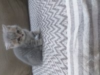 british shorthair kedisi