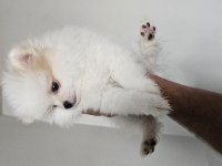 2 aylık dişi pomeranian