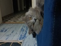 Dişi 2 Yaşında British Longhair