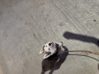 4 AYLIK YAVRU HUSKY