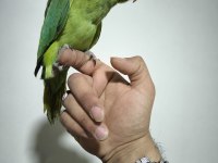 Bebek pakistan papağanı yavrusu