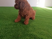 Poodle bebeklerimiz yeni ailelerine gitmeye hazırlar