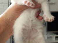 Kaliteli british shorthair yavrular