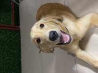 Golden retriever dişi aşıları tam