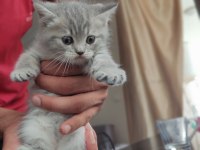 British shorthair kedisi