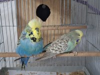 Show jumbo muhabbet kuşu
