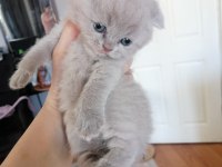 Scottish fold yavru antalya