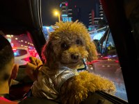 TOY POODLE 1 YAŞINDA