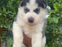 Sibirya husky yavrularımız