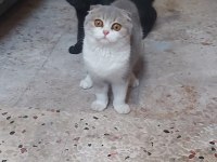 Scottish fold kızımıza ömürlük yuva arıyoruz