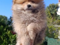 Pomeranian boo yavruları