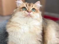 British Longhair NY 11