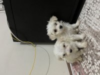 Maltese terrier 60 günlük yavrular
