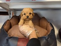TEACUP MALTİPOO YAVRULARIMIZ
