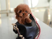 TOY POODLE YAVRULARIM KORE