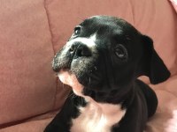 Müthiş Sevimli A Kalite French Bulldog Bebeklerimiz