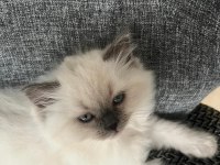 British Shorthair Yavrularımıza Ömürlük Yuva Arıyorum