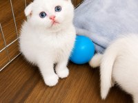 Saf Irk British Shorthair İzmir