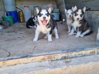 A Kalite Husky Bebekler