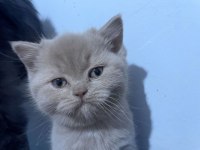 British shorthair kedilerimiz