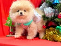 Pomeranian ayı surat yavrular