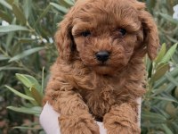 Kore Toy Poodle Yavrular